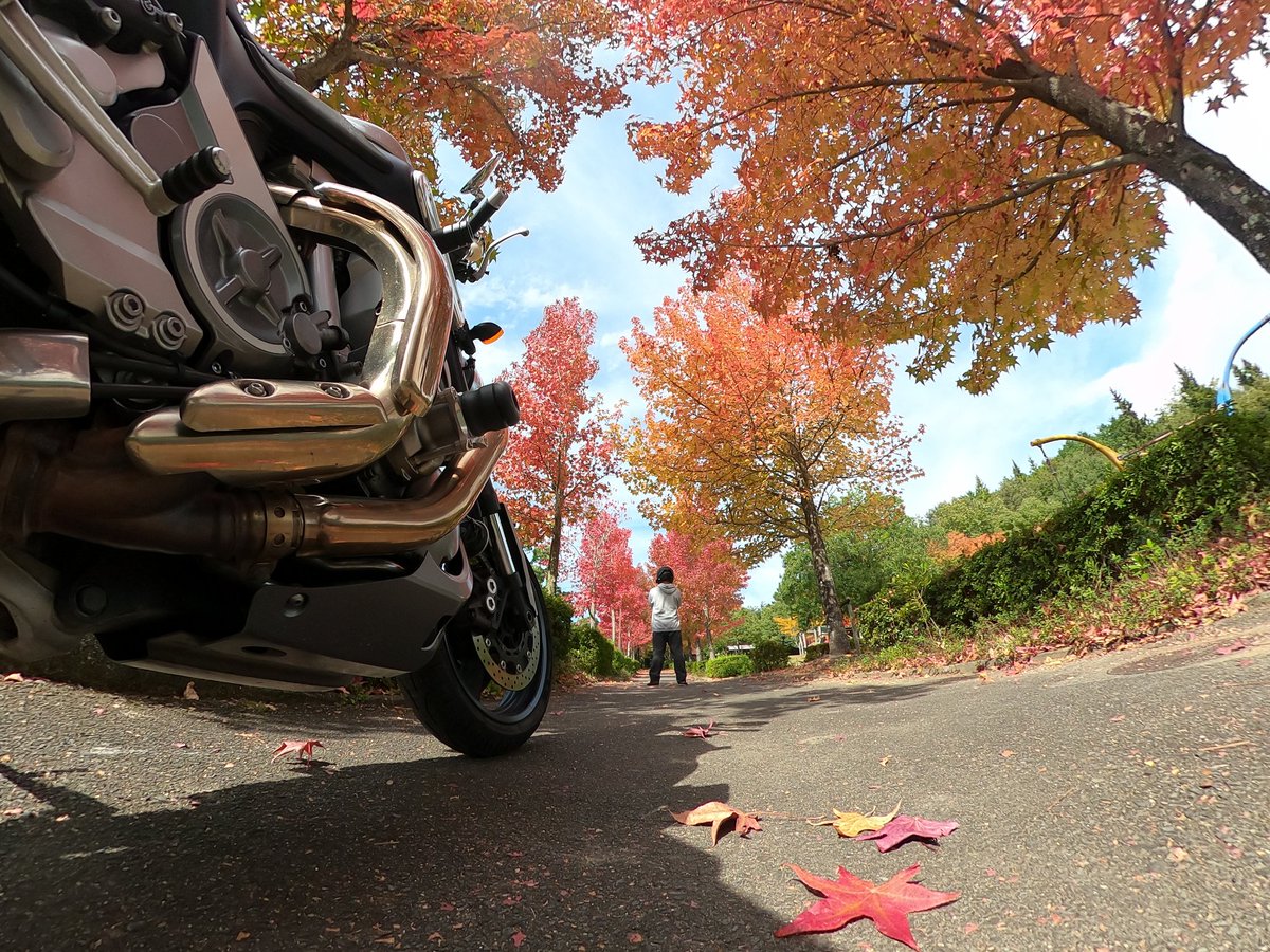keisixnine's tweet photo. 隣町の公園でアメリカフウが綺麗に紅葉してる🍁 https://t.co/lZ5L7XSgxK