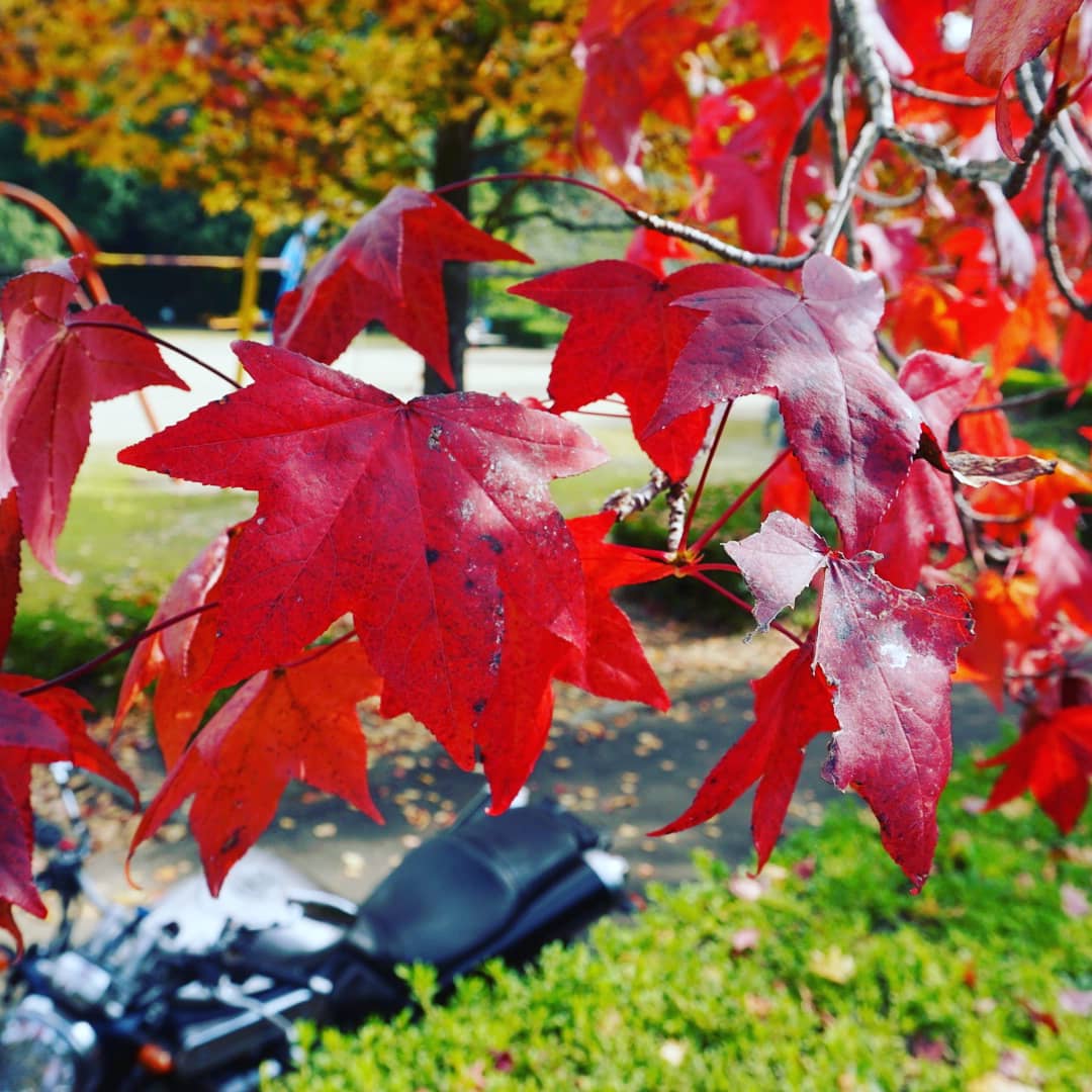 keisixnine's tweet photo. 隣町の公園でアメリカフウが綺麗に紅葉してる🍁 https://t.co/lZ5L7XSgxK