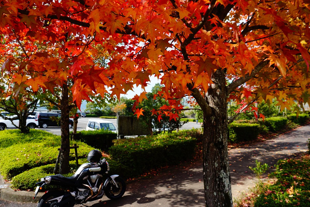 keisixnine's tweet photo. 隣町の公園でアメリカフウが綺麗に紅葉してる🍁 https://t.co/lZ5L7XSgxK