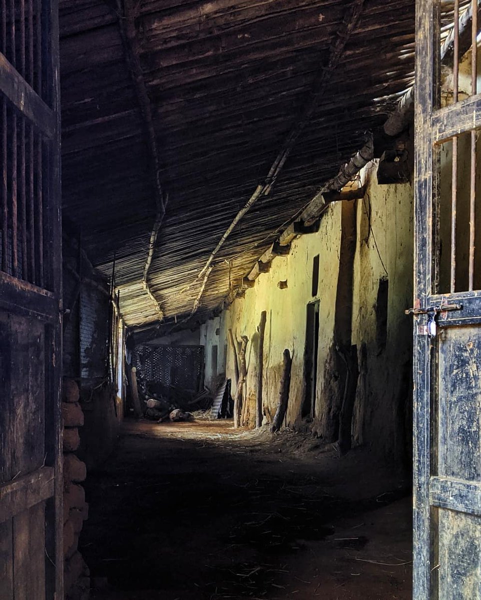 NShribhadri's tweet photo. If you have not experienced dirt, mud and little cow dung then you have not experienced the real #Countryside. 
.
.
#shotononeplus 3t

@incredibleindia @NatGeoPhotos @indianphoto #indiancountryside #cowshed #indianvillage #phonephotography #Rustic https://t.co/cDeKTneKED