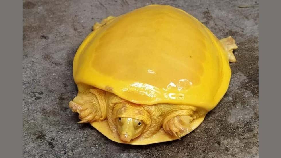  #EcoTrends | Netizens Surprised With Bright  #Yellow Colour of  #RareTurtle Rescued in West Bengal  https://weather.com/en-IN/india/environment/news/2020-10-31-netizens-surprised-with-bright-yellow-colour-of-rare-turtle(:  @deva_iitkgp) / Twitter)