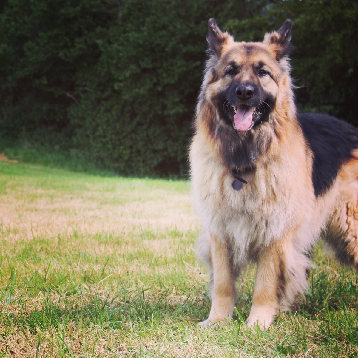 PipinchickP's tweet photo. What a dog!
❤️ this guy soo much 
#chickenshepherd 

#gsdlove #workingdogs #farmdogs #poultryfarmlife #pipinchickpoultry https://t.co/iQ3ilP7kdQ