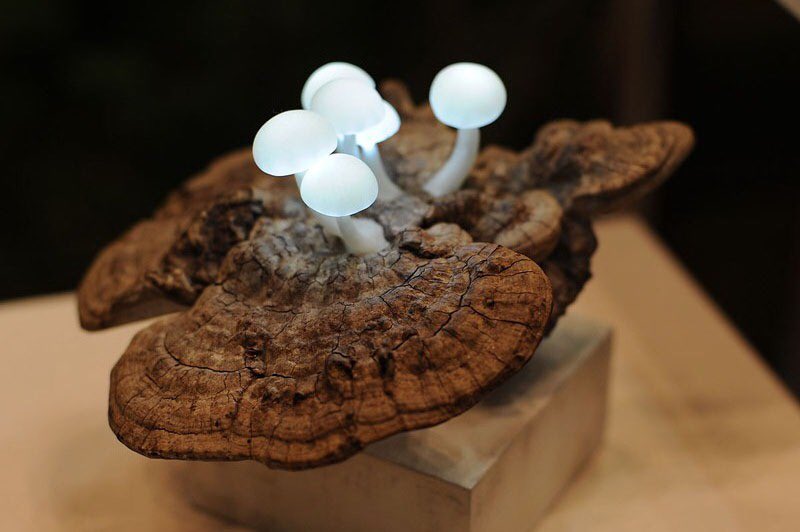 KatCardy's tweet photo. Omg! LED mushrooms?? #MightyNeed! Shame these are a βfine art experimentβ & no not a ailable to purchase π https://t.co/qKzoYnNBwl