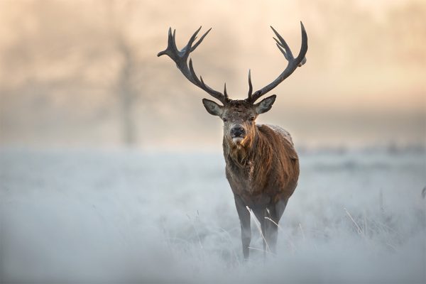 First day of winter, the stags are lean,Yellow the birch-tops, the summerhouse empty;Woe for him that sullies his name over nothing.First day of winter, the branch-tips bent,Outrage comes often from the mouths of the cruel;Where there’s no skill, there’ll be no learning.