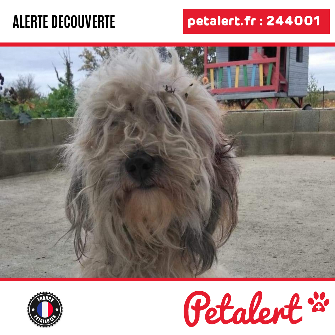 petalert_france's tweet photo. Trouvé #Chien #MaineEtLoire #ValDuLayon #Petalert #PetAlert49 / https://t.co/9brRqTKak2 https://t.co/sPEwTUnAQc