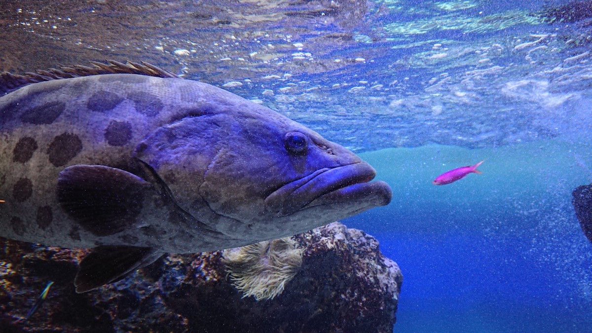 こんたけ 初めてマリホ水族館入った 大きい魚を見て大はしゃぎした挙げ句途中で寝てしまったのでちょうどいい規模だったかも