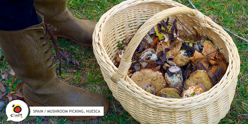 SpainInJapan's tweet image. 秋のウエスカの楽しみはキノコ狩り🍄
バスケットを片手に森へ出かけましょう。
(許可証を所持する方の同伴が必要です)👌

👉 buff.ly/33wg57r

#BackToSpain