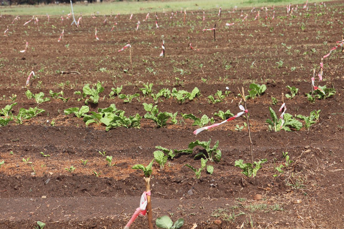 GautengProvince's tweet photo. Today marks a year since the passing of former MEC Thuliswa Nkabinde-Khawe. The agricultural project seeks to alleviate poverty and bring together unemployed women in the social welfare system to form cooperatives, farm on the military base land and make a living.
#WarOnHunger https://t.co/AlAgIDmQiB