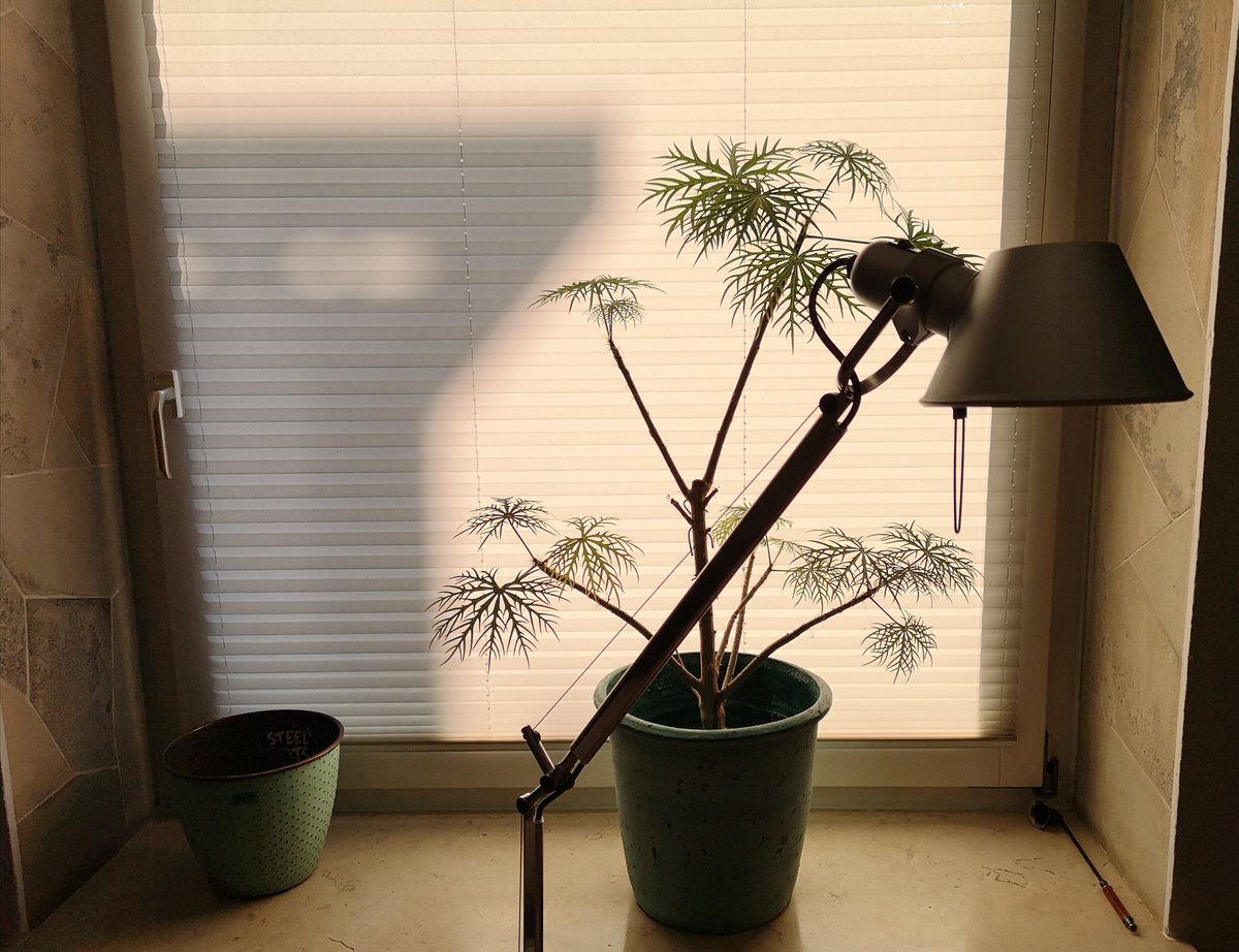 Manch eines Morgens sind Häuser Drachen, Bäume Chinesen mit seidenen Zöpfen.
Dann lass ich halten, so wie ein Kutscher und tättowiere meine Stimme mit der Luft.
Und jeder Zeitraum hat etwas eigenes, Frauen, Mädchen oder Kastanien.
(Andre Heller)