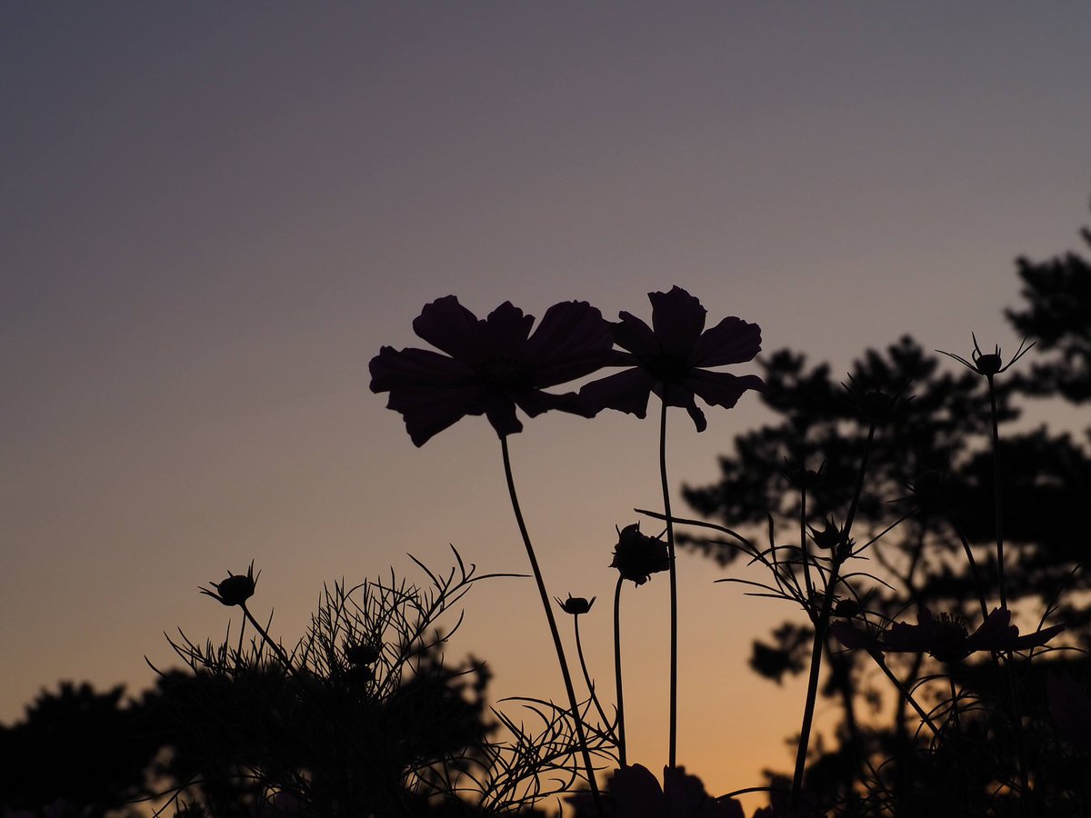 chihiro_teru515's tweet photo. 言葉にならない感情をぶつけながら、シャッターを押しまくった

#夕焼け #snset #silhouette 
#写真好きな人と繋がりたい 
#写真撮ってる人と繋がりたい https://t.co/1XS4k8FWKi
