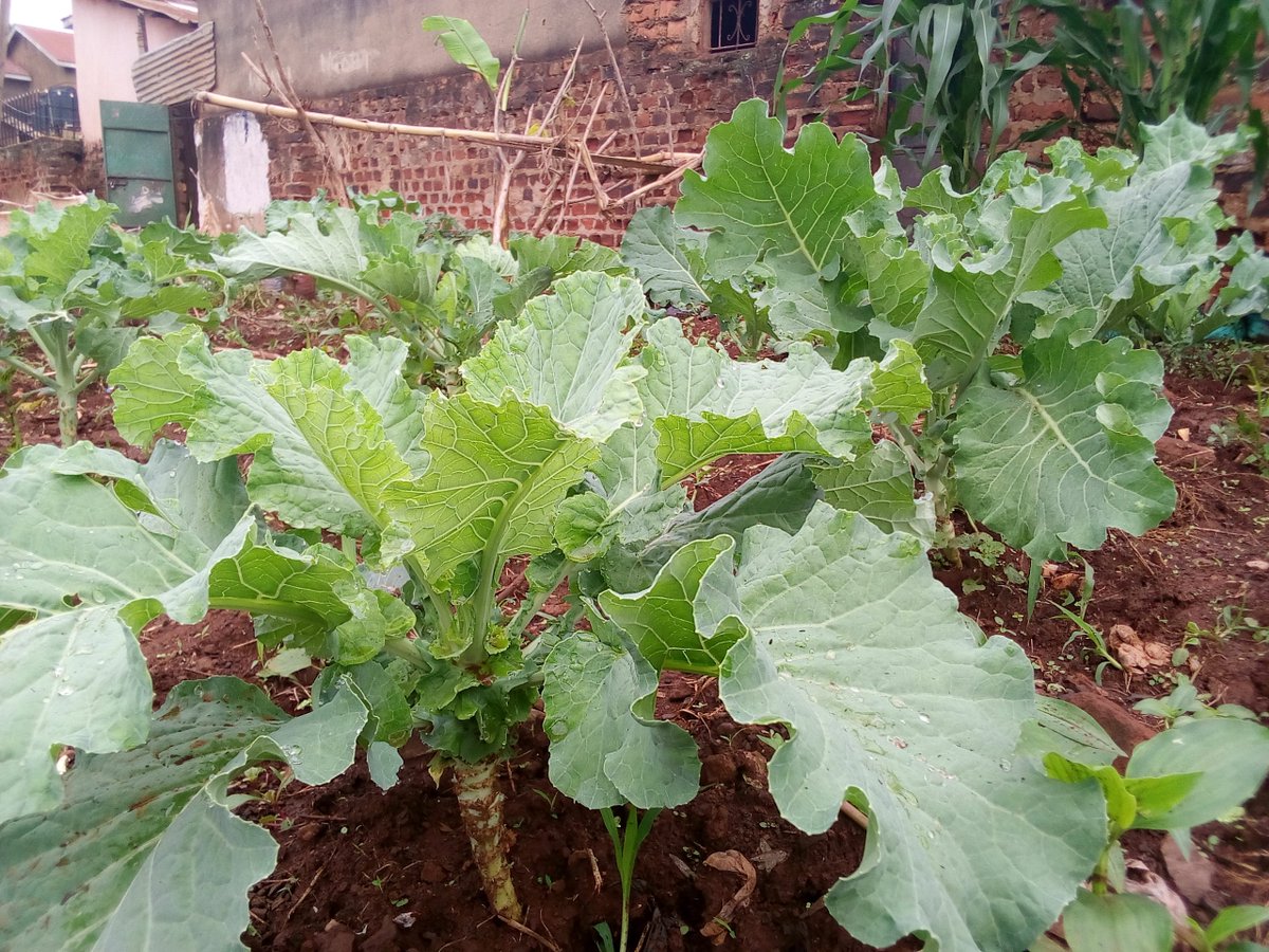 FoodsGfu's tweet photo. Watching the project gardens for the project beneficiaries progressing makes me more enthusiastic to keep changing the lives of highly impoverished families. We have to put a stop on malnutrition and hunger and create food secure communities.#GoGreen #schoolstreeproject. https://t.co/YEHL832aHF
