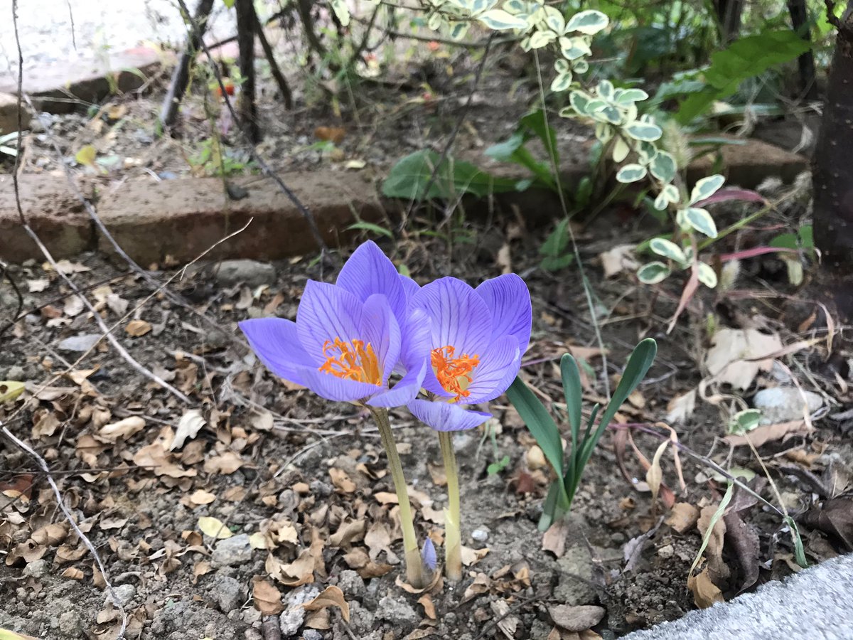 yyypuny's tweet photo. なんて花だろう。 https://t.co/InDUsW0idB