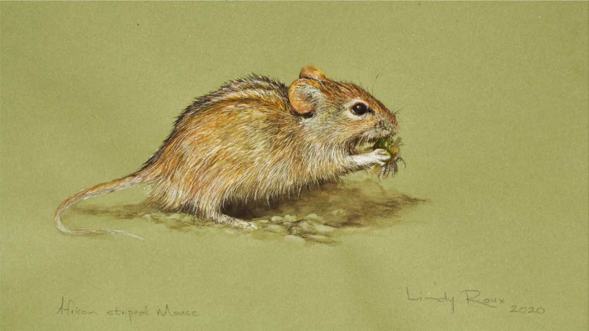 Tswalu Kalahari Reserve tweet media