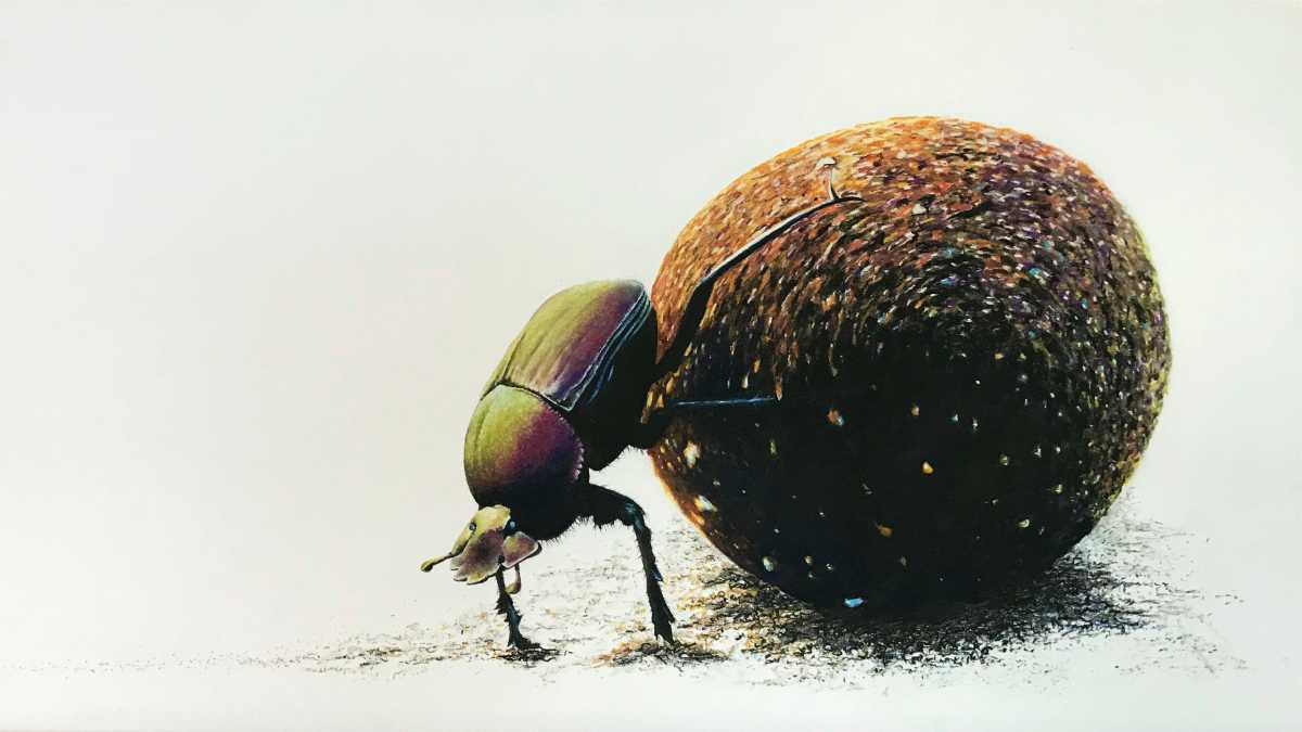 Tswalu Kalahari Reserve tweet media