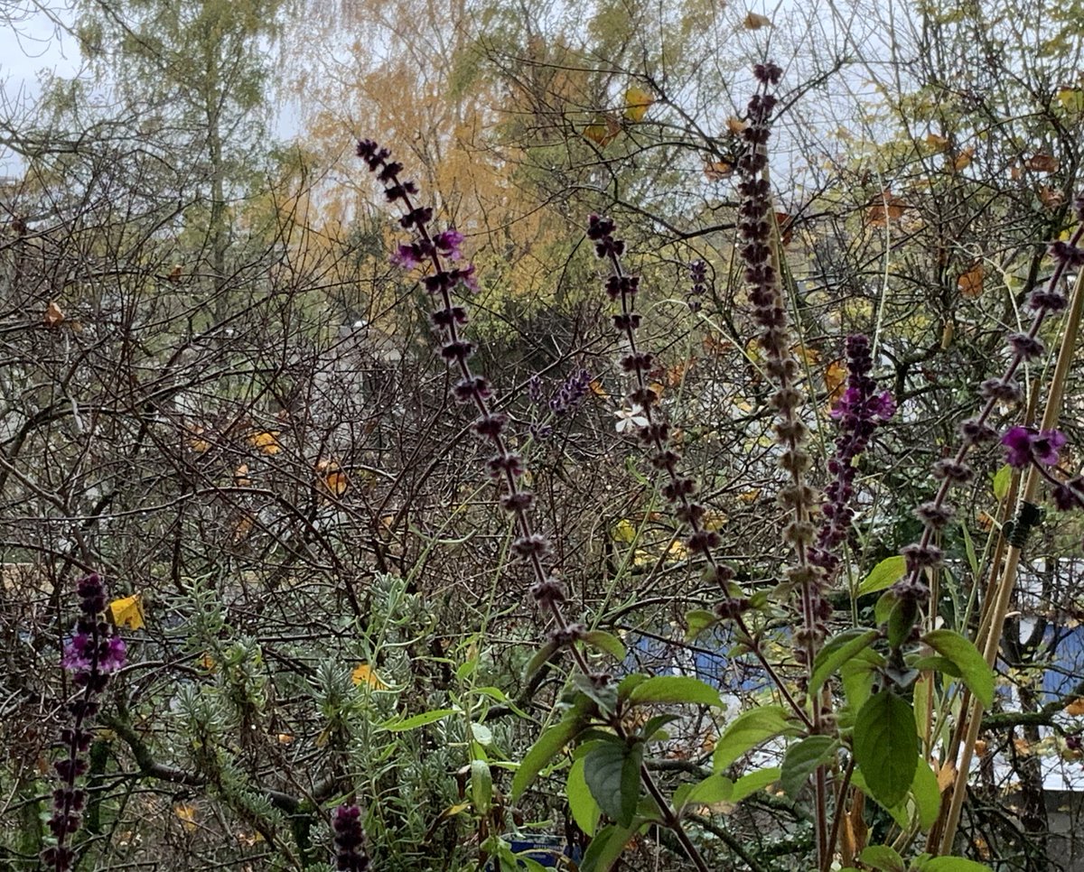 thenmakeachange's tweet image. Die #Bienenweide ist auch im #Spätherbst noch geöffnet. #lockdown noch nicht in Sicht - trotz #NovemberRain 

#November1st #Insekten #Artenvielfalt #biodiversity #NaturePhotography #BienenundBauern #SaveBeesAndFarmers