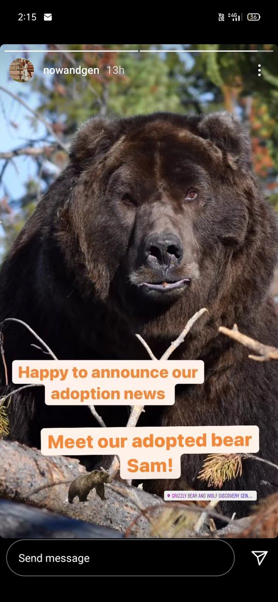 WaywardNupcy's tweet photo. FYI @nowandgenblog @realGpad @jarpad I am up for adoption too. My parents say I am no more than a bear. Literally😂😂 #supernatural15 #bear #nowandgen #JaredPadalecki #SPN https://t.co/mCec68ZmOI