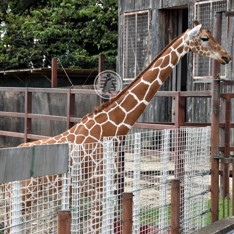 yanagomi's tweet photo. ■只今10時02分 ● #TobuTime ● #東武の時間 です■
ホープ野郎とともに #東武動物公園 の至宝である、 #アミメキリン の #ティナ さん。
アメリカうまれの #Giraffe Girlなのです。
#麒麟が来る https://t.co/hYmwwEWLcz