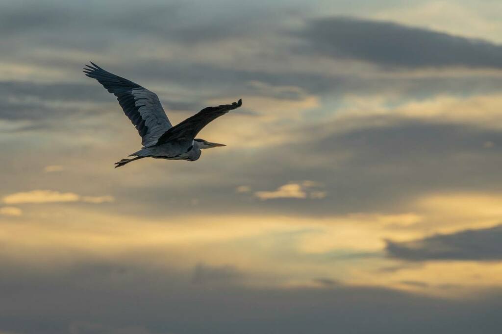 Poncho-vogel #wildlife #nature #birds #animals #reiger #heron #vogels #jiskefet #ponchovogel 
#master_shots #main_vision #instanaturefriends_ #loveearth #yourshot #dontsnapshoot #nl #agameoftones #artofvisuals #exklusive_shot #ourplanetdaily #watchthisin… instagr.am/p/CHCqscdpGIf/