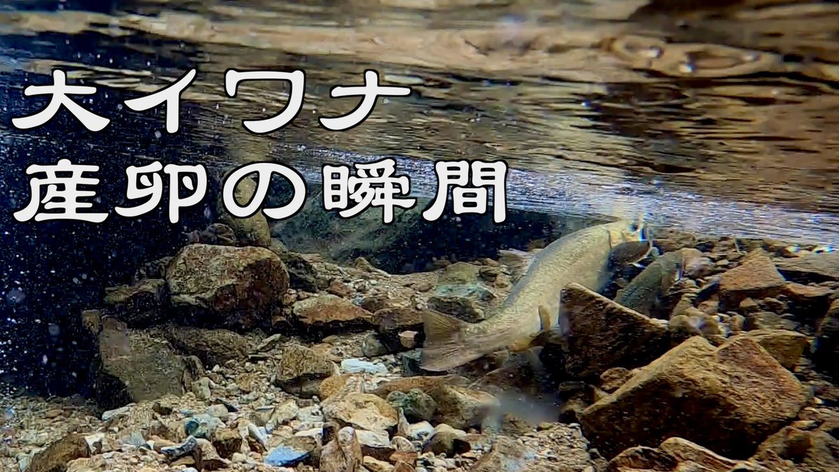 ひれぴん 大イワナの産卵動画出しました T Co Jf8disyjun