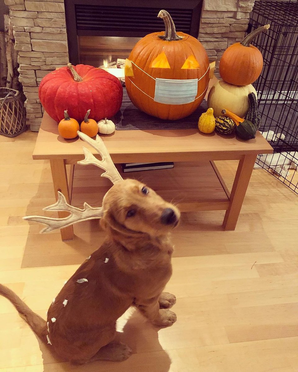 Oh Deer! It’s Halloween! 🎃🦌