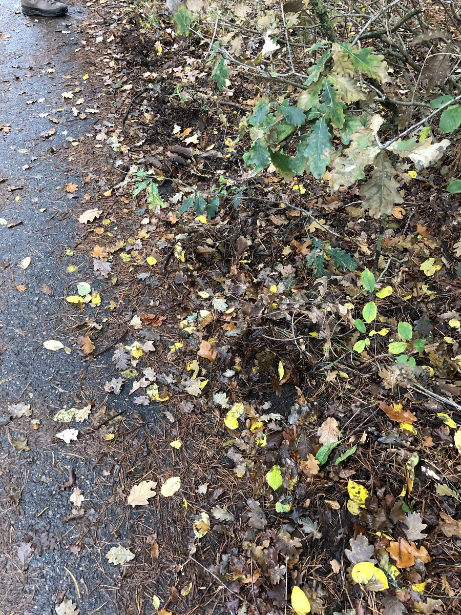 In LDD ofwel Loonse en Drunense Duinen pal achter Rustende Jager zie ik deze sporen langs fietspad. Das? 🦡