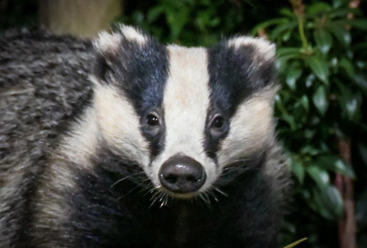 To start your Sunday with a smile 😀 
Little Nutmeg 😍🐾🐾❤️