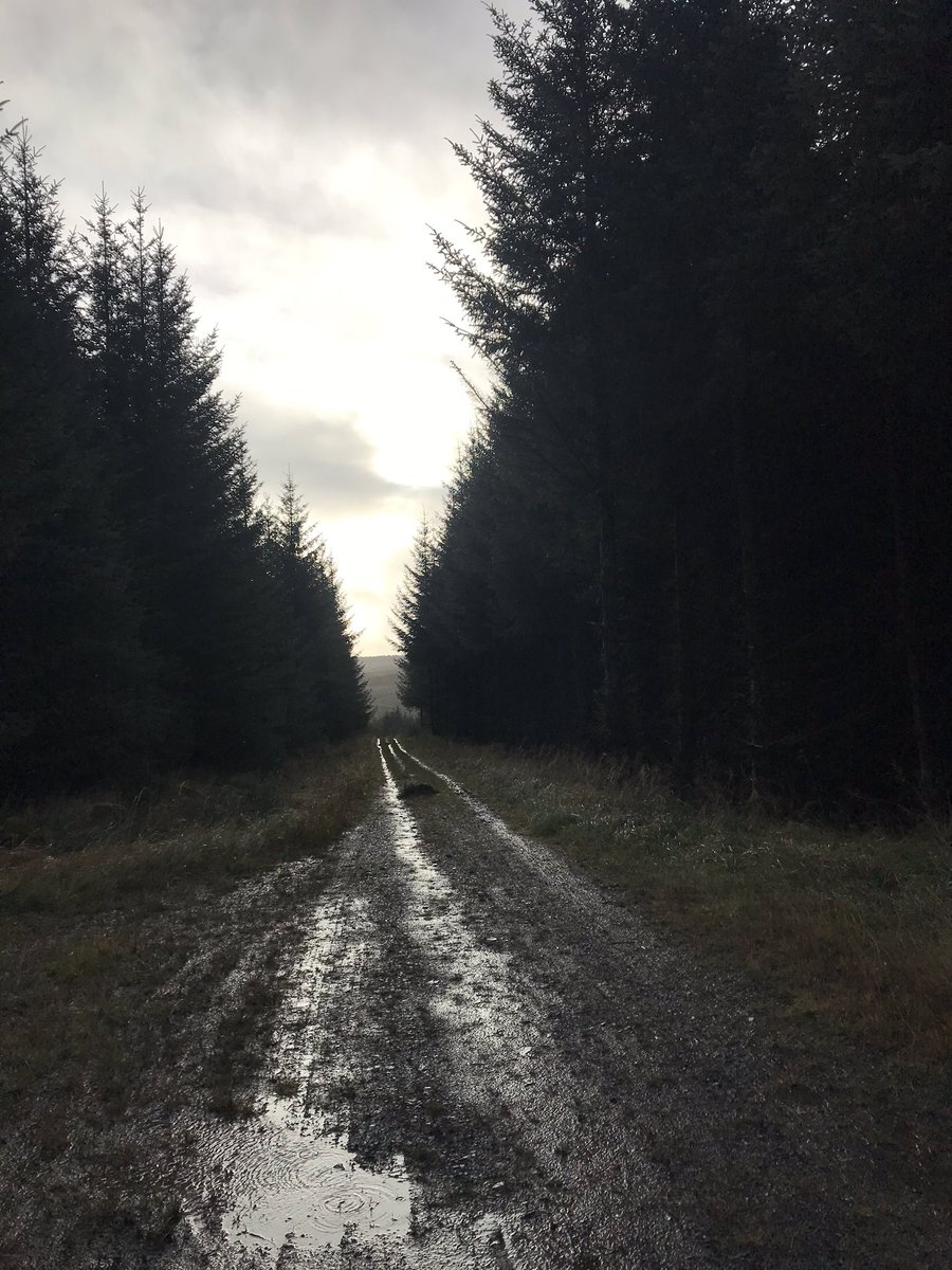 helz1980's tweet photo. A run in the forest is time well spent & a chance to switch off. #forestrunning #running #FuckBoris #KBF https://t.co/fq5I39pQw4