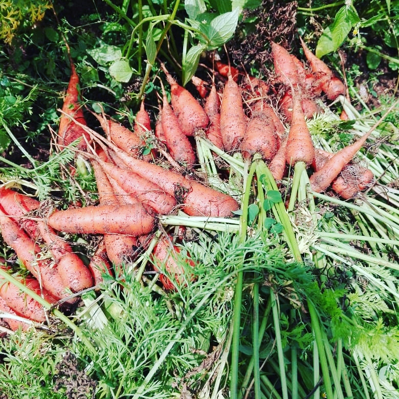 Kenko1stO's tweet image. harvested organic carrot. tranaport of vegetables is a big issue for us since public transportation is stopped now.#organicvegetables #vegetabletransportation #transportissue #kenko1st #kenko1storganic