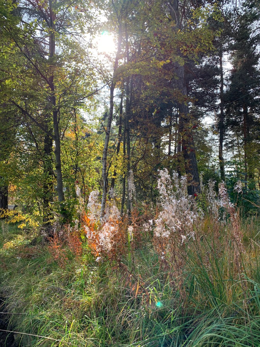 Nix Neues, einfach #herbst und ein neuer Monat! #StayHealthy #stayoptimistic #StaySafe