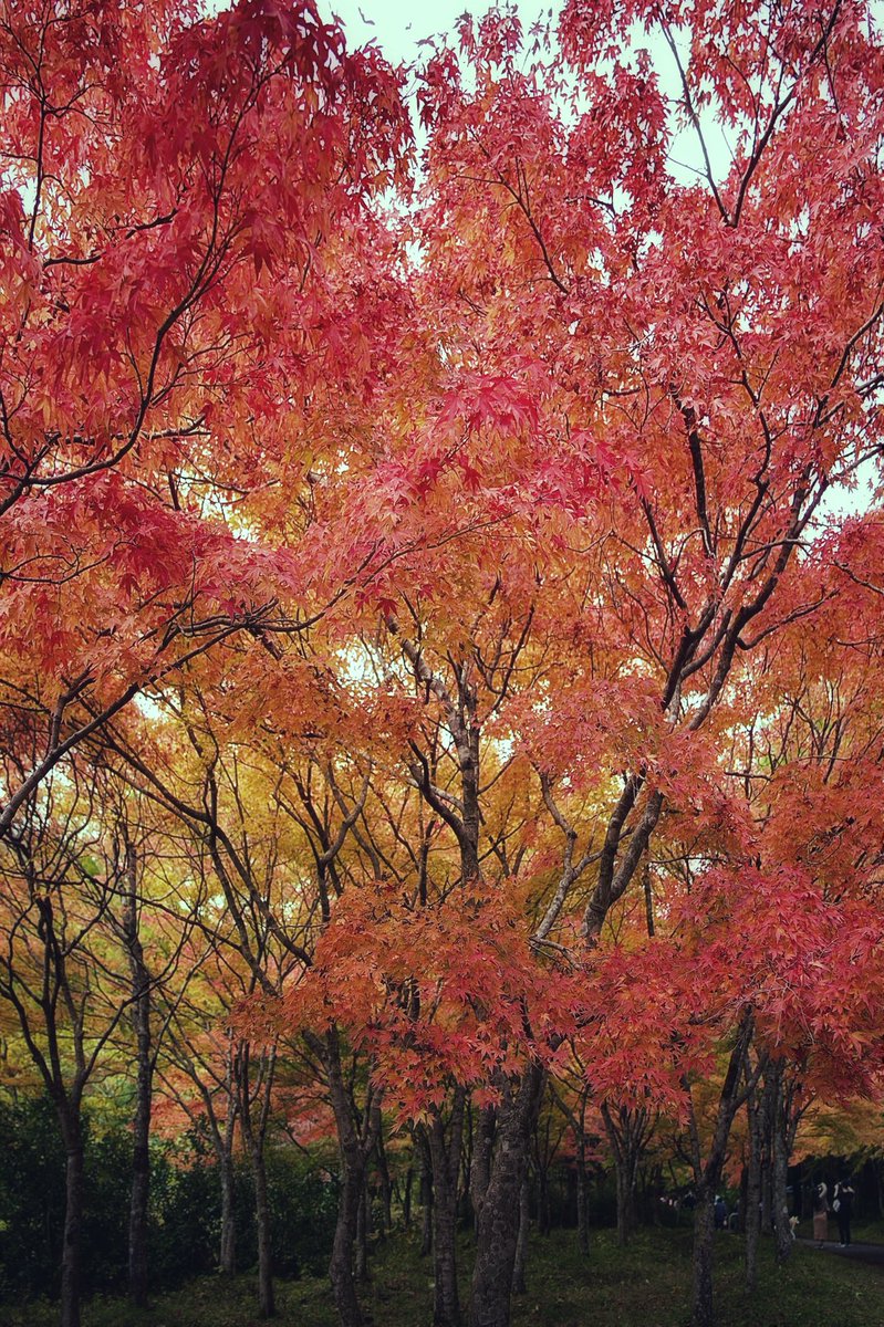 EL0123RAIN's tweet photo. 天気は悪かったけど近場のダムへ紅葉狩り(*´꒳`*)ちょうど良い見頃でとっても綺麗だったにゃ♪

#紅葉 #紅葉 #紅葉狩り #写真好きな人と繋がりたい #写真撮ってる人と繋がりたい #ファインダー越しの私の世界 #写真の奏でる私の世界 #ファインダーは私のキャンバス #空のある風景 #空 #風景写真 #風景 https://t.co/4rsDoW84oM