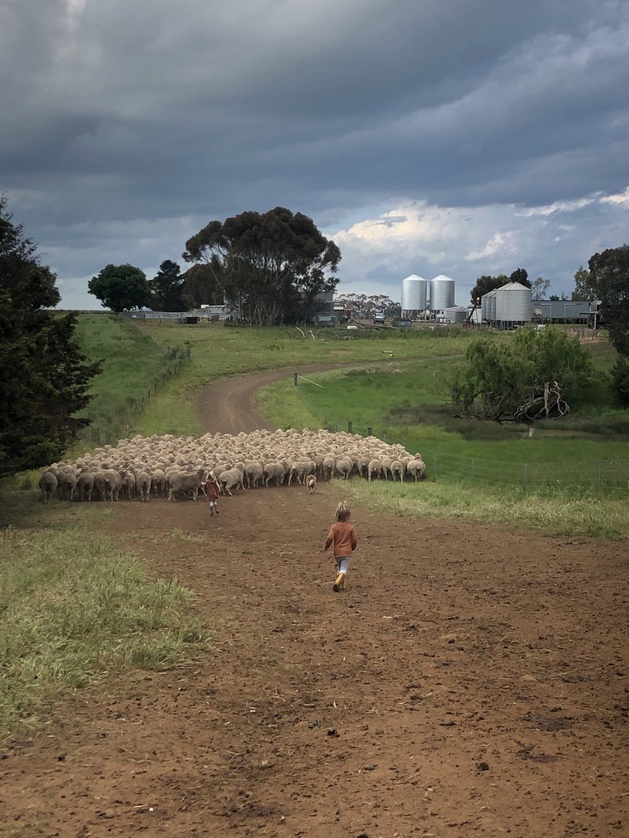KeatingTroy's tweet photo. Like having 2 extra sheep dogs without the price tag YET. #shearing2020 #sixmonthshearing https://t.co/iG9jfWVXoG