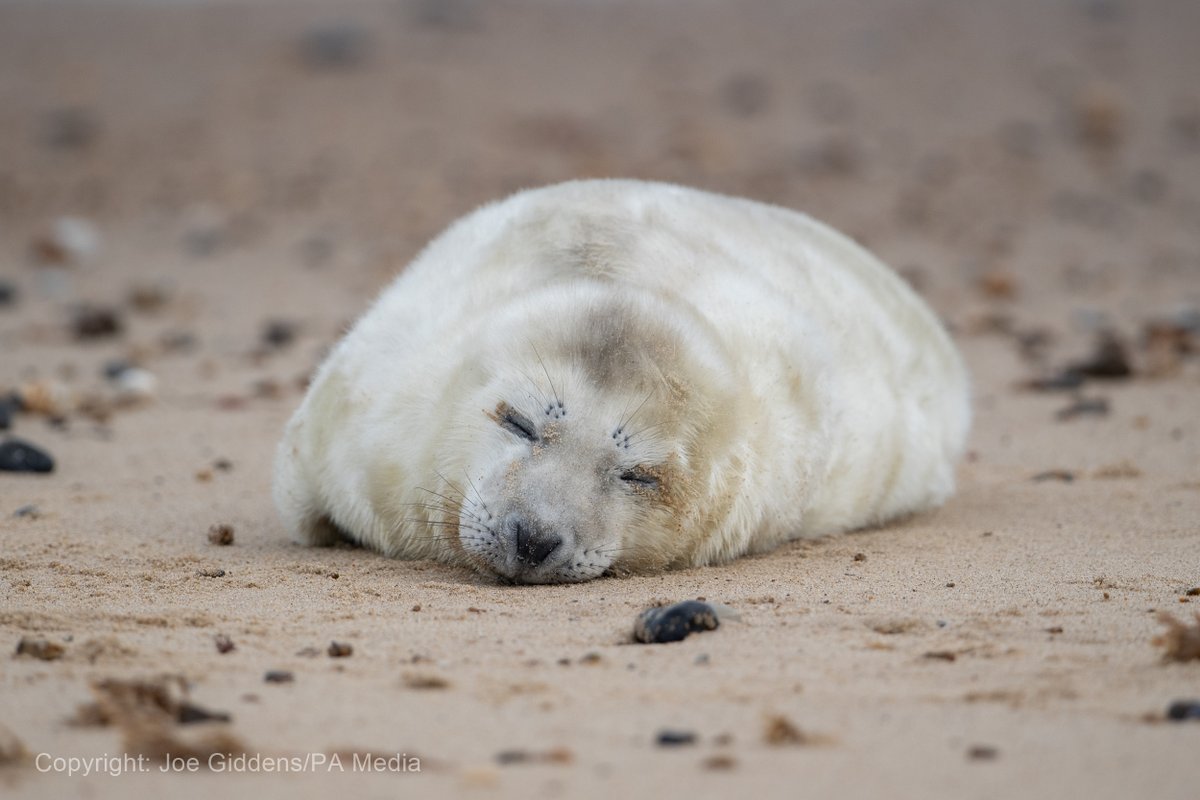 Newborn grey seal pups on the beach at Horsey in Norfolk, as the pupping season begins at one the UK's most important sites for the mammals. Numbers of grey seals born at Horsey has increased year on year with a record 2,136 born in 2019 compared to less than 50 in the mid 90's