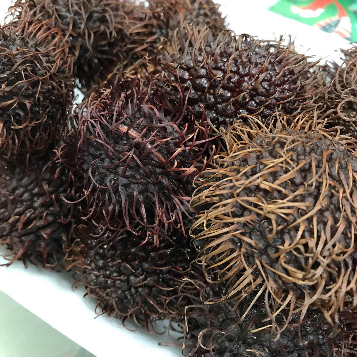 渋谷区ふれあい植物センター 軟式 スタッフ宮 ランブータン ランブータン頂戴した ランブータンだよ ラン ブー タン ライチに似た味の果物で美味しいんです 日本にも生の果実が解禁されたとは知っていたけれど 初国内での出逢いでした ありがとう 渋谷区ふれあい植物センター 軟式 スタッフ宮 ランブータン ランブータン頂戴した ランブータンだよ ラン ブー タン ライチに似た味の果物で美味しいんです 日本にも生の果実が解禁されたとは知っていたけれど 初国内での出逢いでした ありがとう