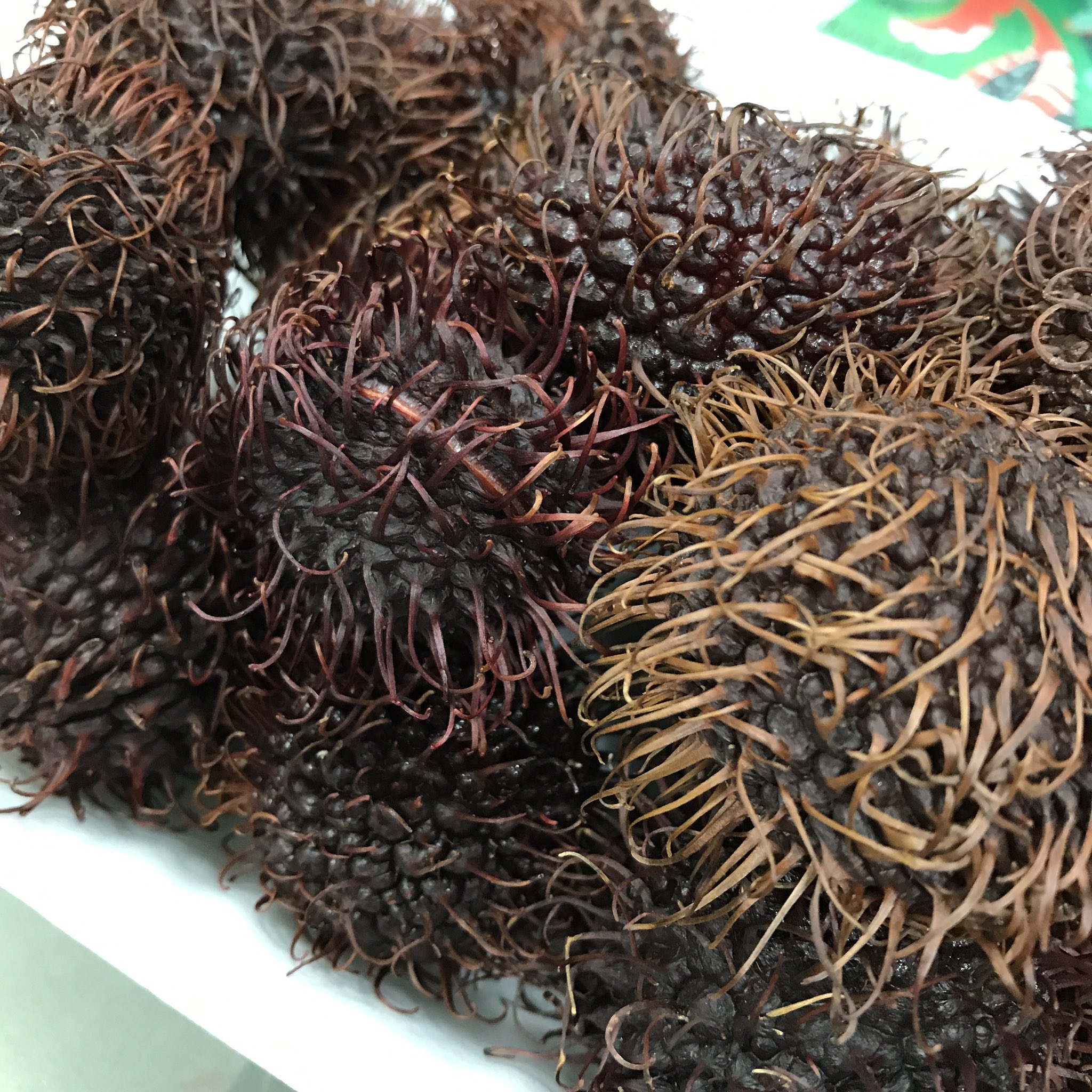 心の中の植物園 宮 ランブータン ランブータン頂戴した ランブータンだよ ラン ブー タン ライチに似た味の果物で美味しいんです 日本にも生の果実が解禁されたとは知っていたけれど 初国内での出逢いでした ありがとうございます いただきます
