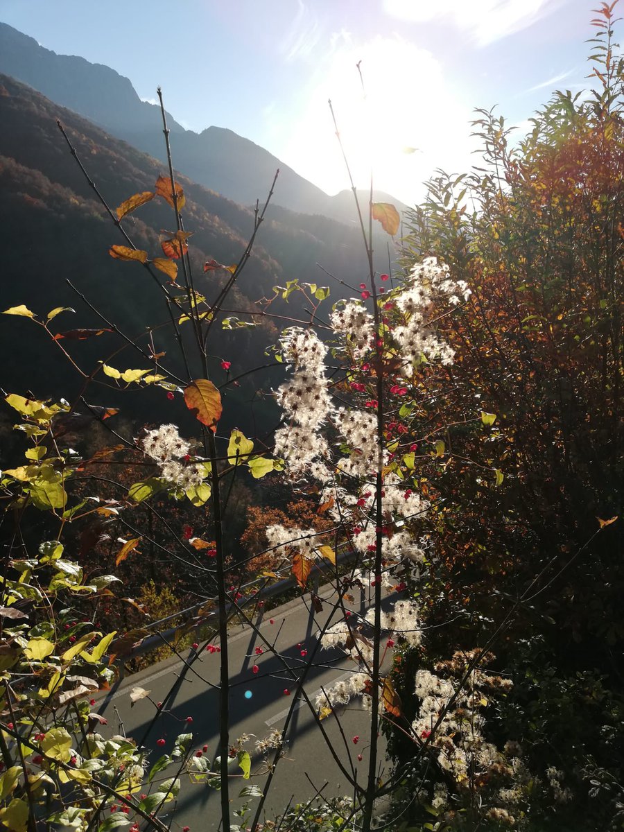 CriPozzi's tweet photo. 31ottobre2020 #centovalli panoramica giornata di foto al #foliage per depurarsi dalle notizie di #COVID19. Respiriamo la #libertà finché ci viene concesso https://t.co/CjD469PLzo