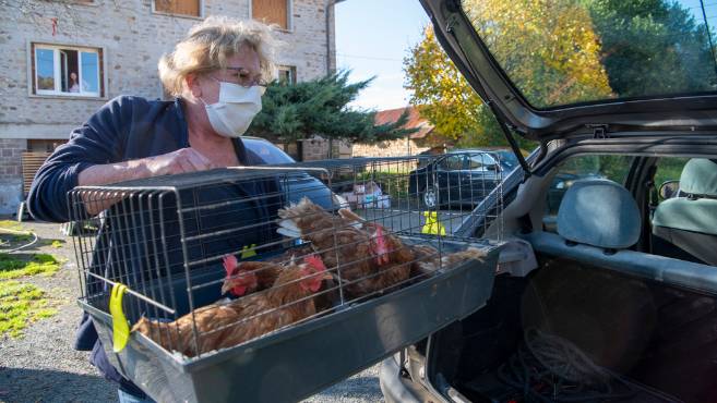 montagnetulle's tweet photo. #Corrèze : une retraite dorée pour des poules pondeuses
➡️https://t.co/bXIELGwbFb https://t.co/OtoYYrLD8d