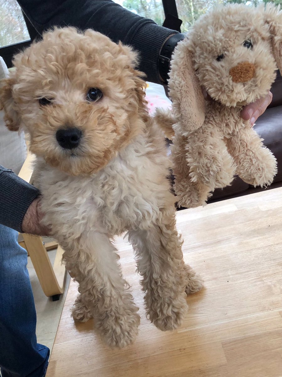 Ray Noonan tweet media