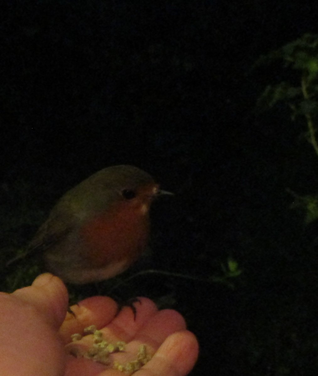nickykylegarden's tweet photo. Relieved to report family #Robinson present and correct this morning after #StormAiden. #Spotty #Robin was at the half kitchen door at dawn and breakfasted in the light coming from the kitchen! And #Robin1 grabbed his breakfast when I went up to let out the hens.💚 #Biodiversity https://t.co/Uk31VdLSnE