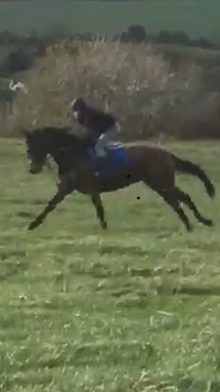 PCollinsRacing's tweet photo. Bumper filly ❤️🐎 https://t.co/KVqX0aO2pm