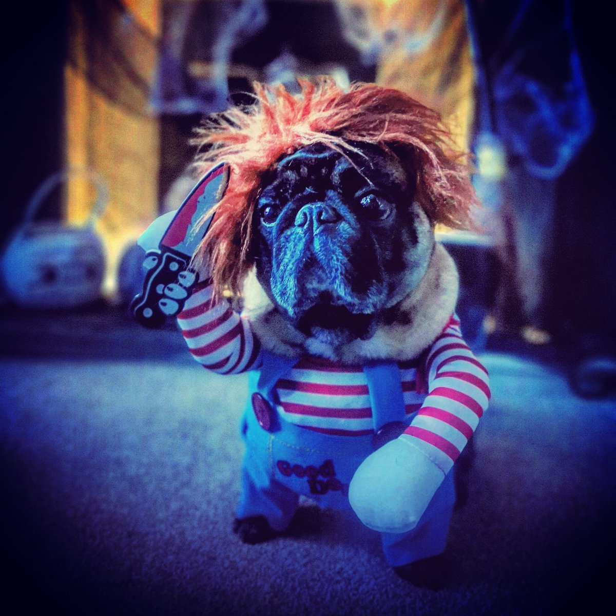LisaTwiggyC's tweet photo. Halloween 2020 🎃🦇👻

#puglife https://t.co/gHRU7lyk4u