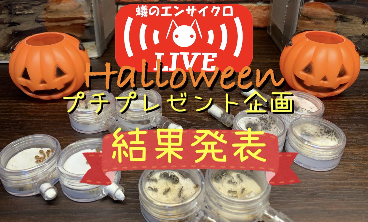 アリ観察