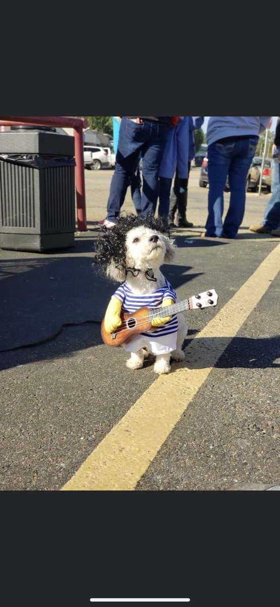 AlexLangston15's tweet photo. When your kid wins first place at the local Halloween Costume Contest #parentwin #FluffyThePoodle #halloweencostume #GrandPrize #ElvisPresley #Halloween2020 https://t.co/b203vw7t06
