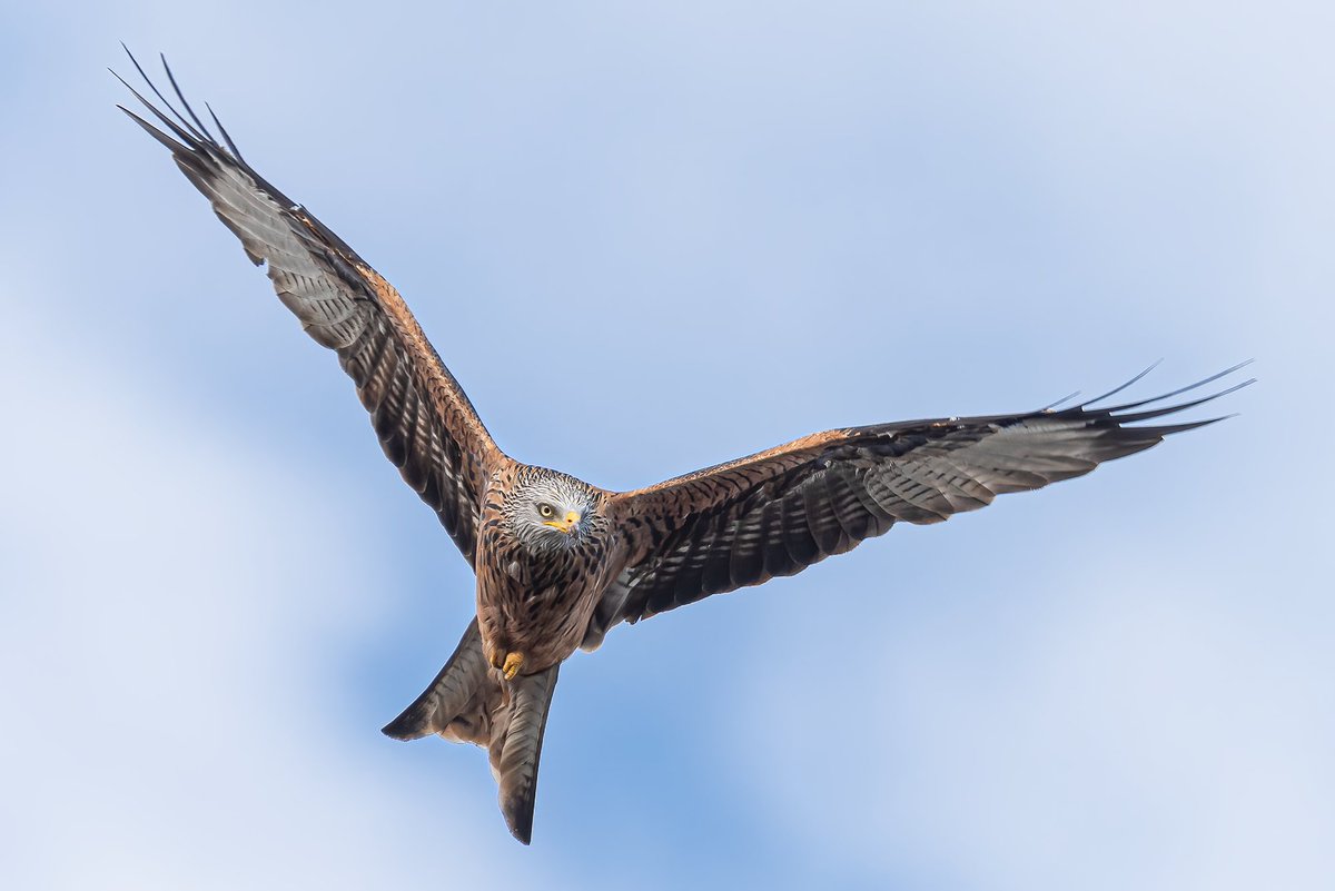 ScribPhoto's tweet photo. High As A Kite

#RedKites @EarthPix @500pxrtg #500pxrtg @ThePhotoHour @Piclogy #piclogy @Matt_Pinner @500px @Waltika @PhotographyTalk @viewbug https://t.co/GLtLvBZOZi