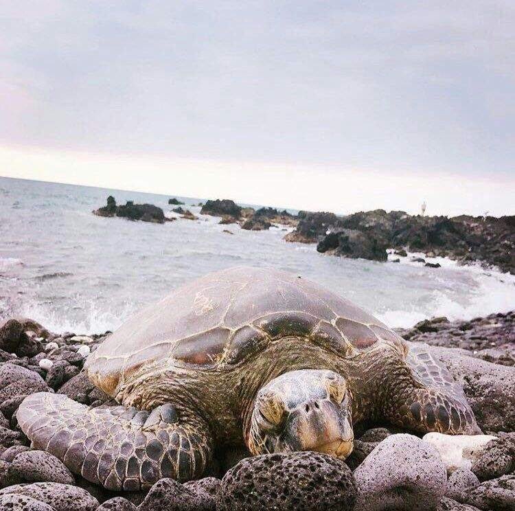 Beautiful pictures taken by Kim Taehyung aka vante — a thread 