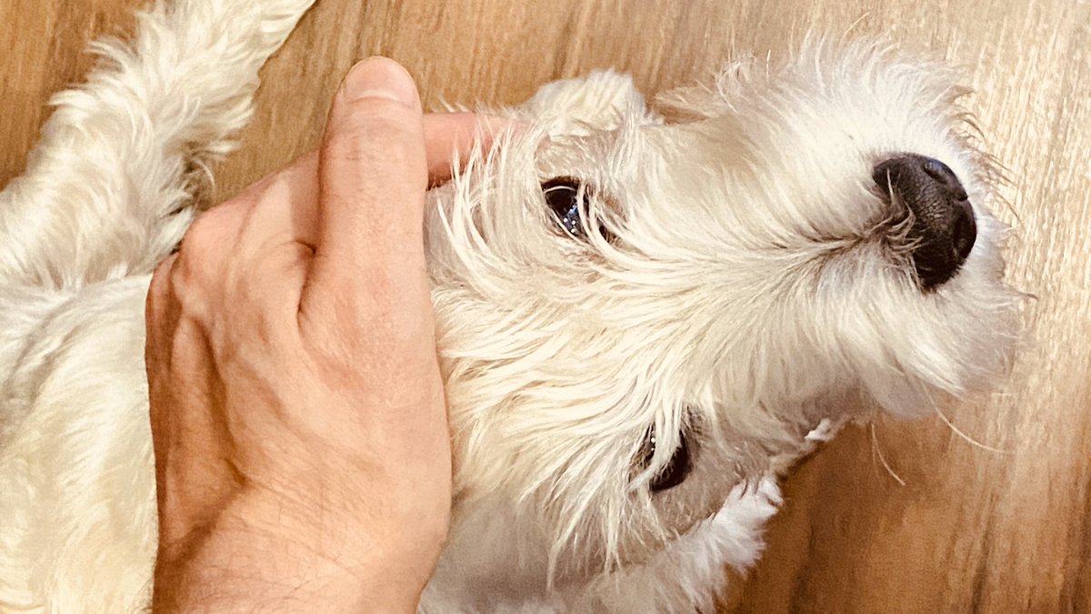 Sunday with my little mutt. #dog #westie