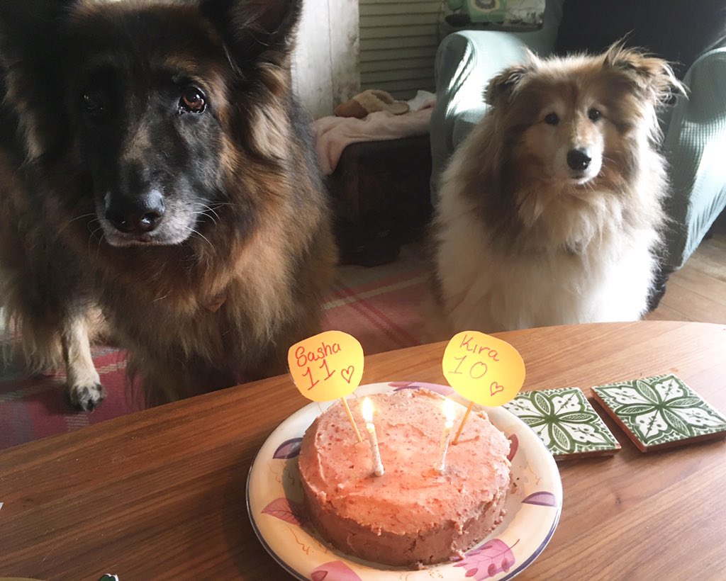 My birthday girls #GermanShepherd #roughcollie 🥰xxx
