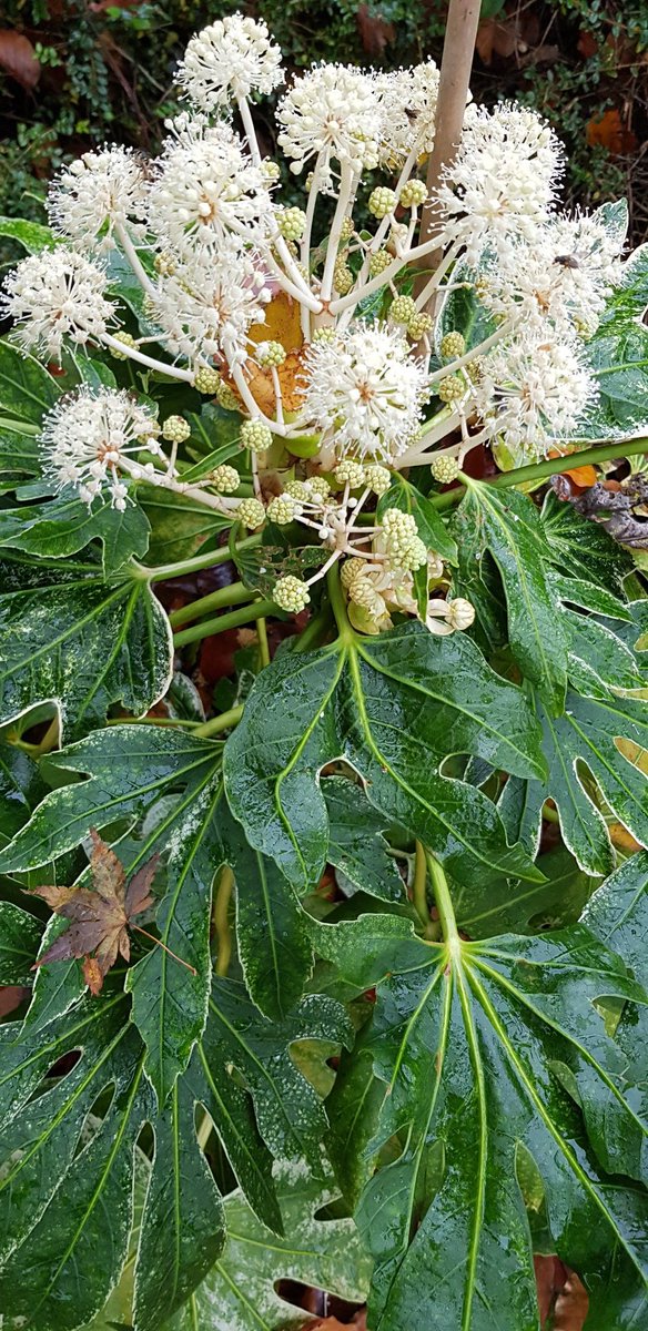 Our Fatsia has been v popular with the local wasps and flies... #Autumnwatch #autumnflowers #gardening