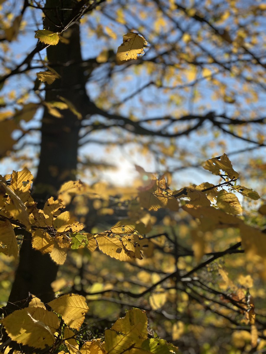 Und jetzt mit Dir so gern
zusammen Unfug treiben,
und lachend durch 
die ganze Welt
zu tollen und zu bleiben.