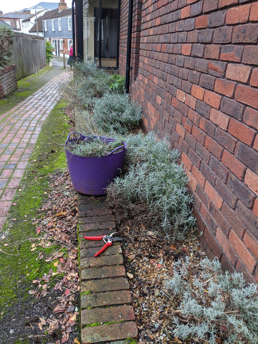 It's not only humans who need to get a haircut before Lockdown 2! The Friends of HW Library were out this morning giving our lovely lavenders their autumn trim.  fhwl.org. If you need to book a haircut before Thursday check @mphair and <a href="/thejollybarber/">The Jolly Barber</a>