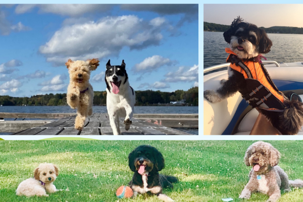 CopakeLakeCS's tweet image. Get your 2021 "Dogs of Copake Lake" Calendar! conta.cc/2HNY4dJ